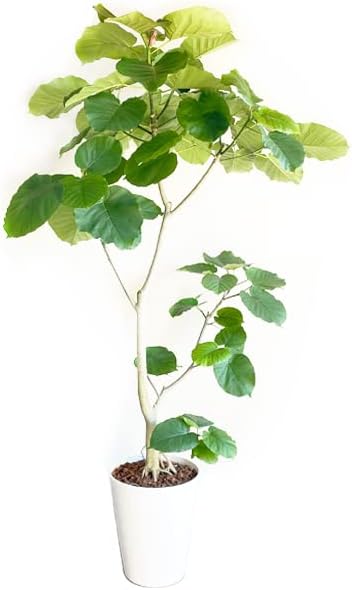 フィカス ウンベラータ