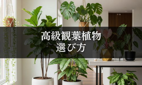 高級観葉植物の選び方