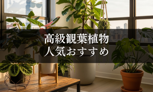 高級観葉植物の人気おすすめ