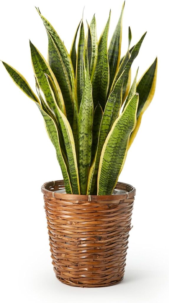 bloomee(ブルーミー) サンスベリア 7号サイズ