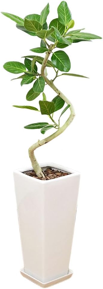 フィカス・ベンガレンシス