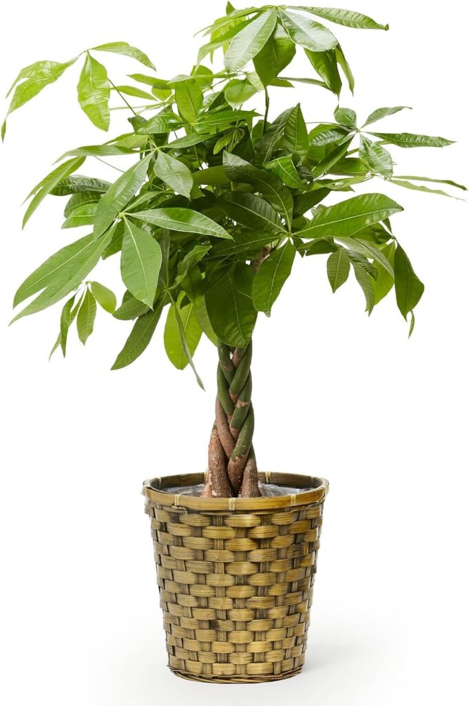 bloomee(ブルーミー) パキラ 7号サイズ