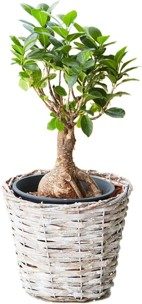 bloomee(ブルーミー) ガジュマル 5号