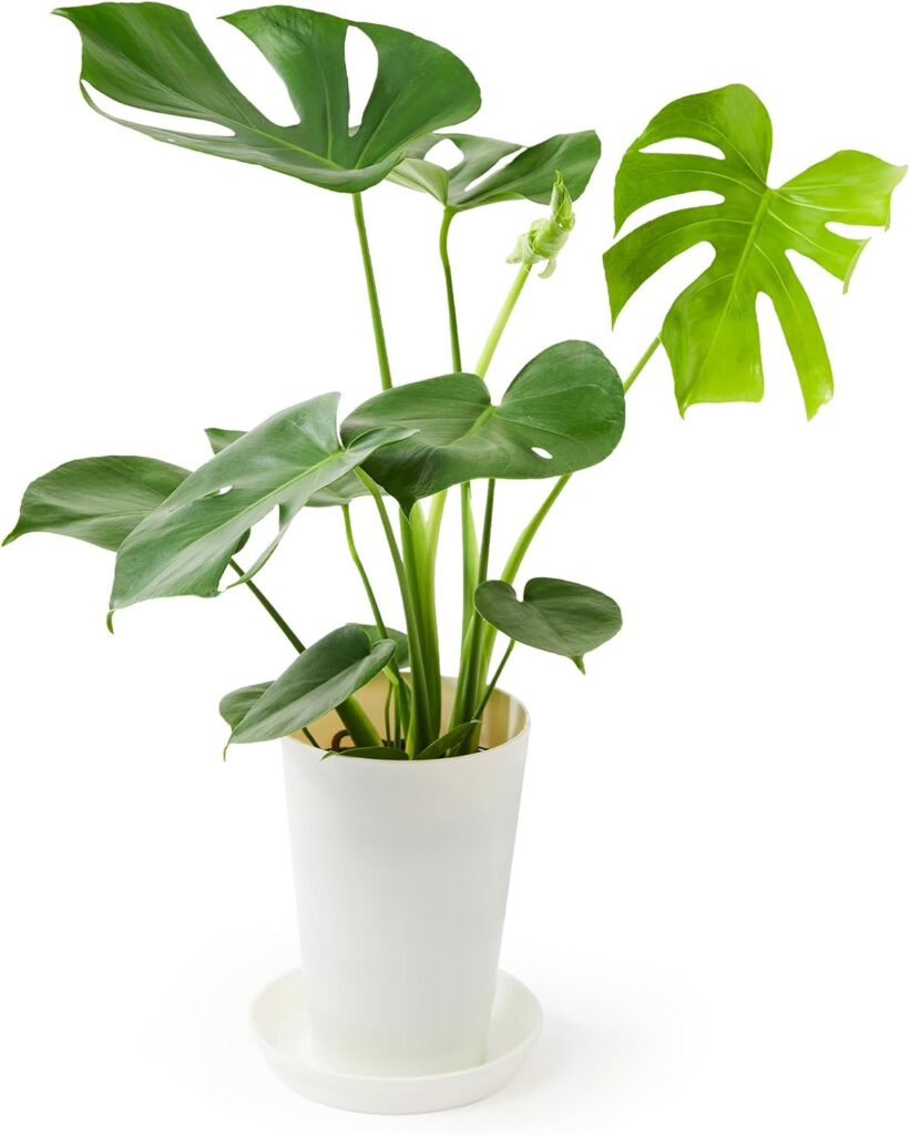 bloomee(ブルーミー) モンステラ