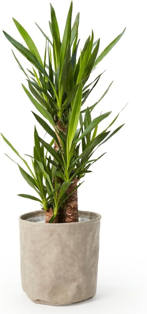 bloomee(ブルーミー) ユッカ