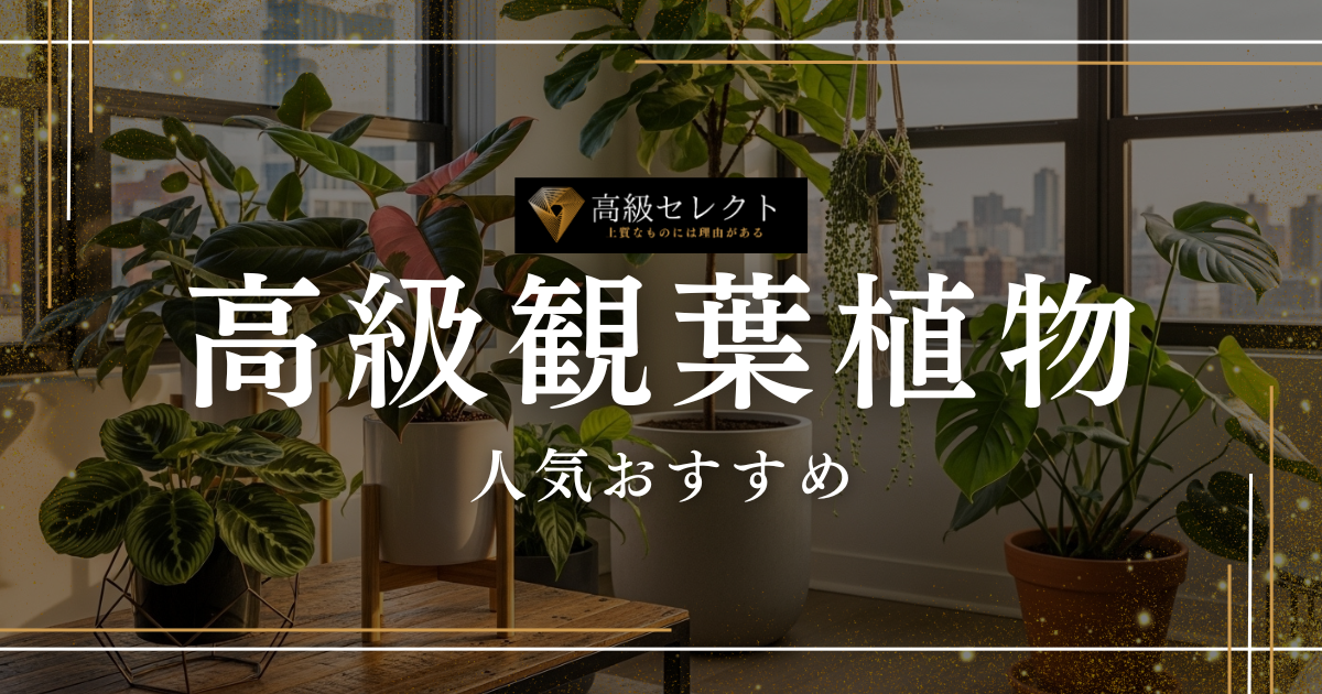 高級観葉植物の人気おすすめランキング20選まとめ!おしゃれで高級な商品を厳選