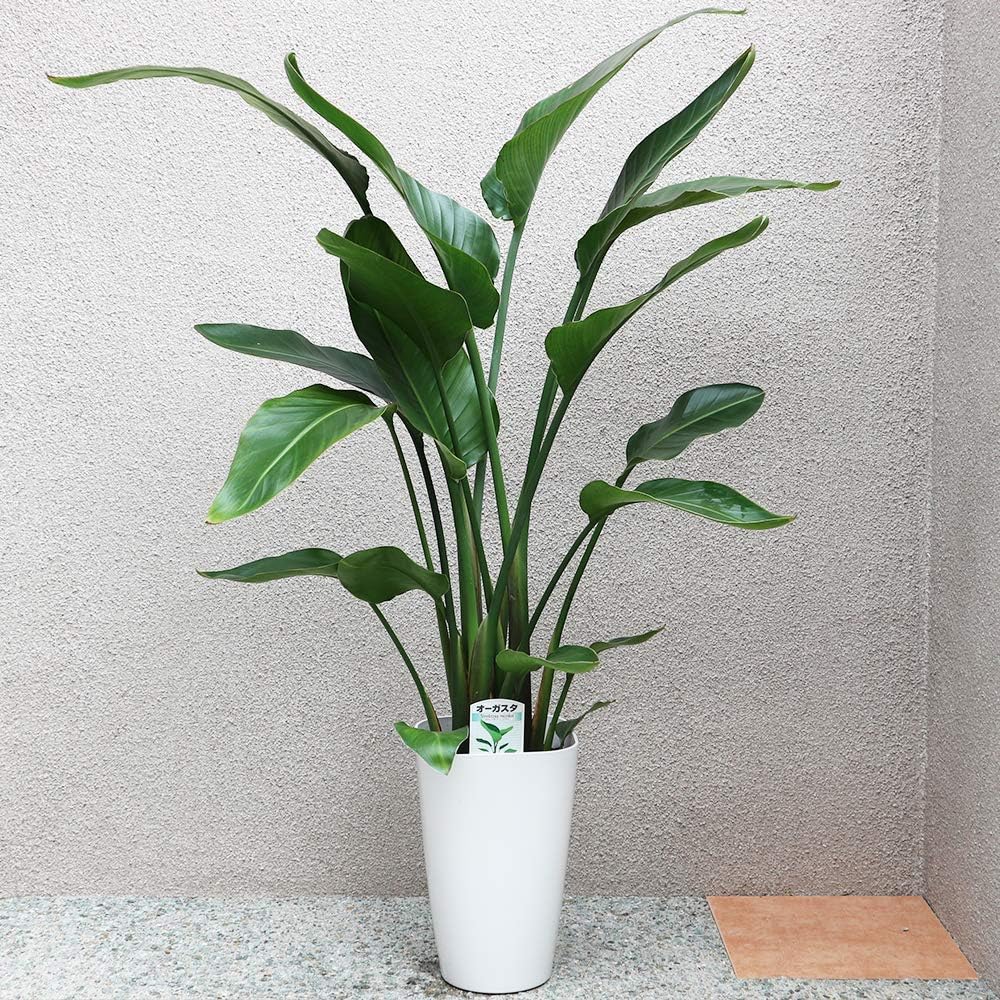 ITANSE ストレリチア オーガスタ