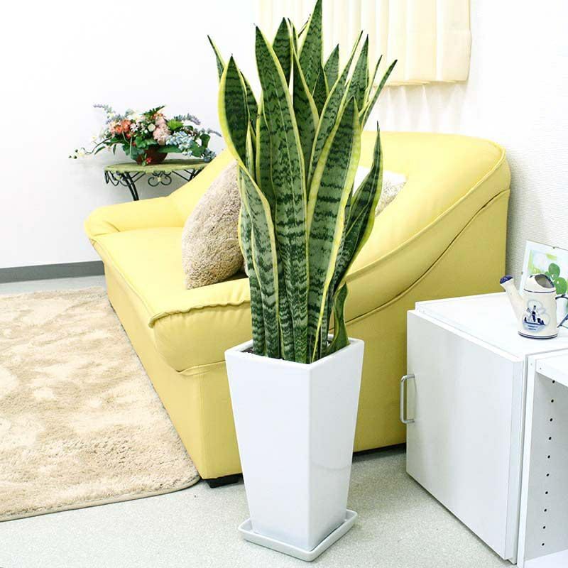 ブルーミングスケープ サンスベリア