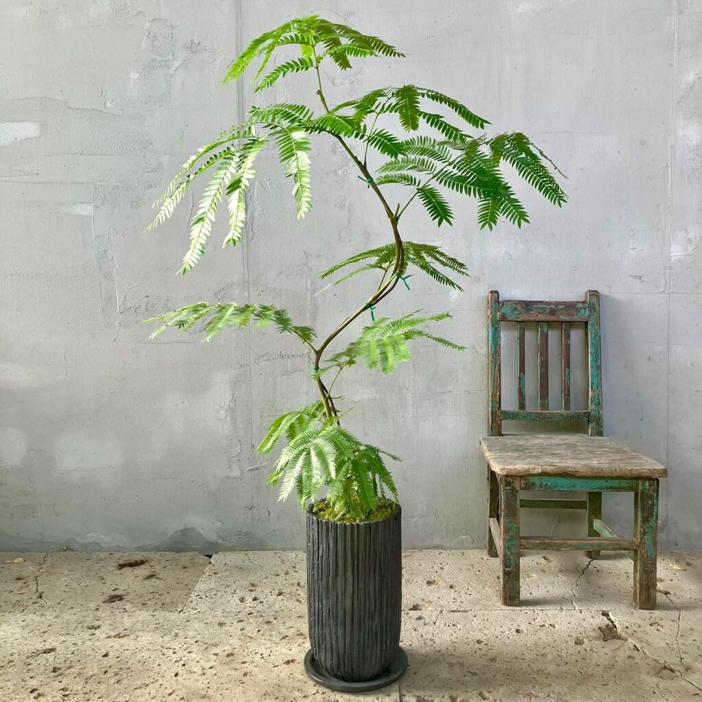 エバーフレッシュ 曲がり 盆栽仕立て