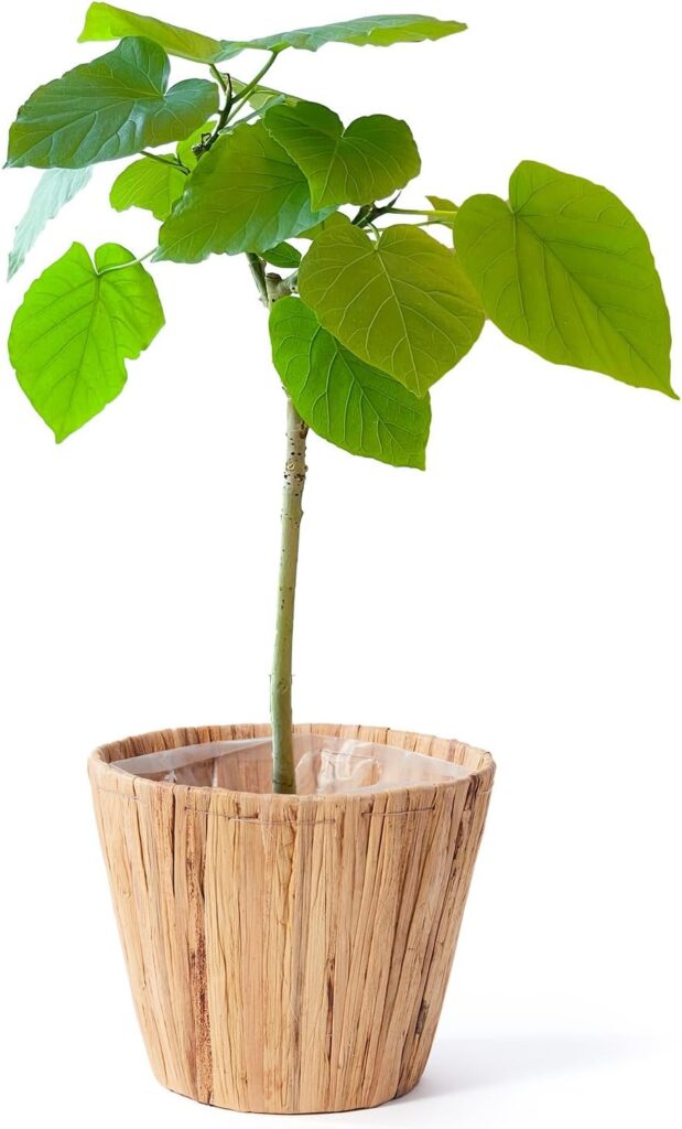 bloomee(ブルーミー) ウンベラータ