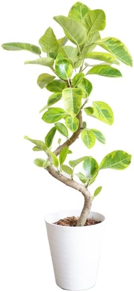 フィカス アルテシーマ