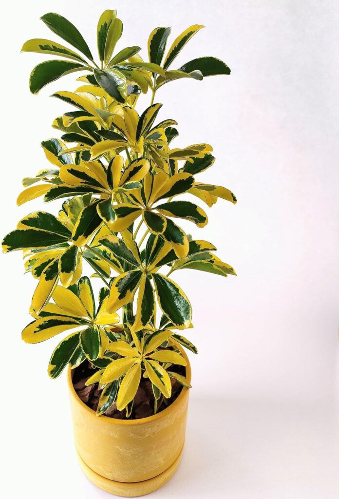 エルフルール シェフレラ・ハッピーイエロー