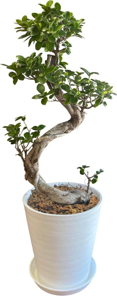 花のギフト社 ガジュマル 大型