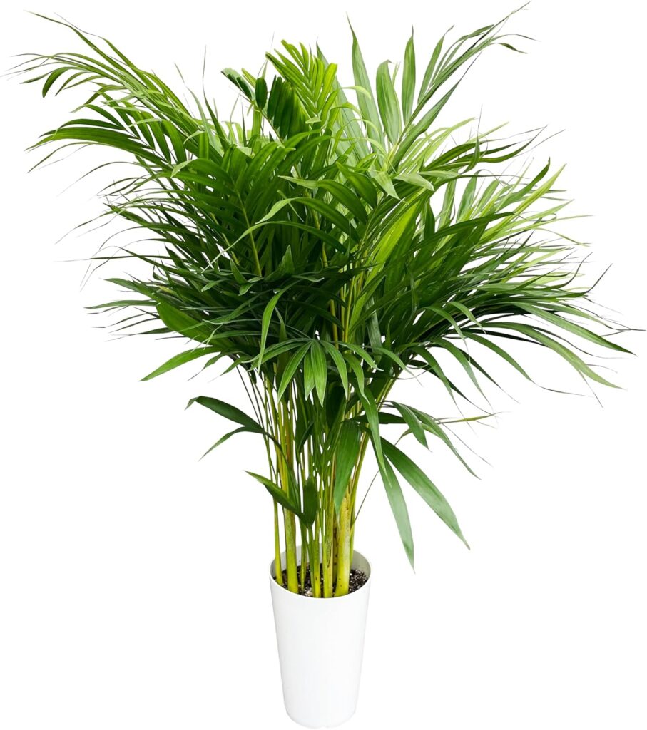 花のギフト社 アレカヤシ